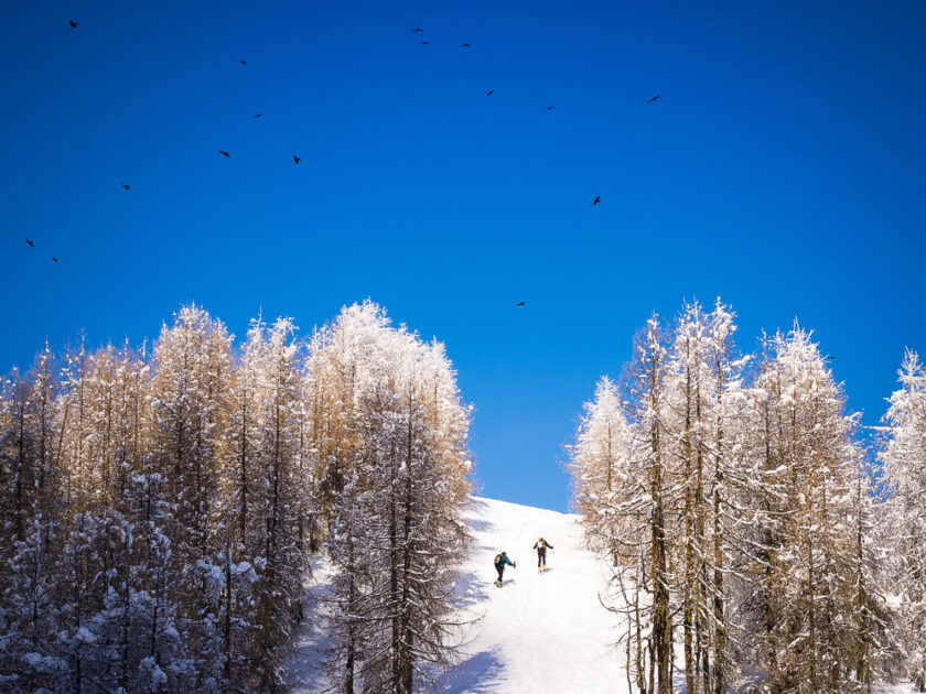 Two skiers ascend a snow-covered slope lined with frosty trees under a clear blue sky. A flock of birds flies overhead, adding movement to the tranquil winter scene.