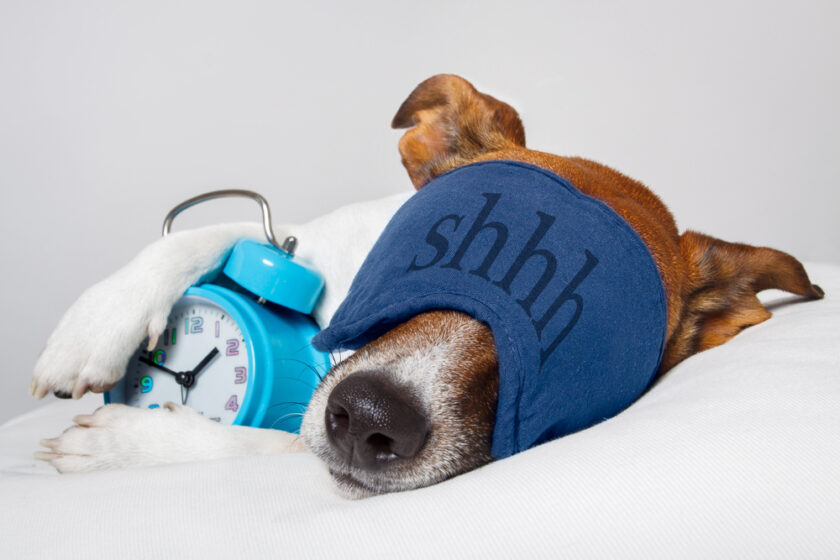 A dog wearing a blue sleep mask with shhh written on it is lying on a white surface, holding a blue alarm clock under its paw. The dog looks relaxed and is sleeping peacefully.
