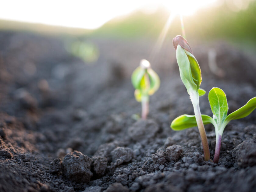 Close-up of young green seedlings sprouting from dark soil, with sunlight shining in the background, symbolizing new growth and the beginning of a plants life cycle.