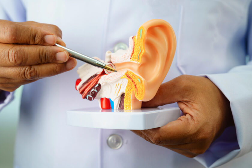A healthcare professional wearing a white coat holds an anatomical model of a human ear. They use a metal pointer to indicate a part of the ear structure, demonstrating a lesson or examination.