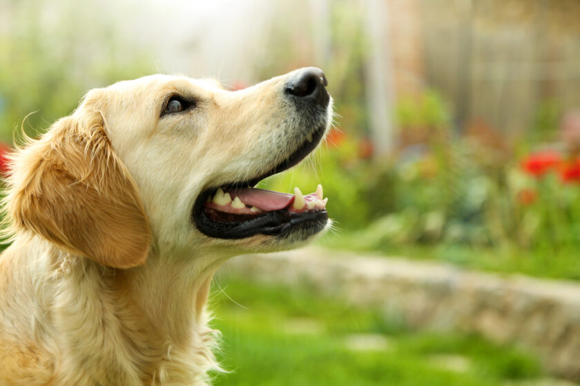 A golden retriever dog sits outdoors on green grass, looking up with its mouth open and tongue visible. The background is blurred, showing plants and a garden area in soft sunlight.