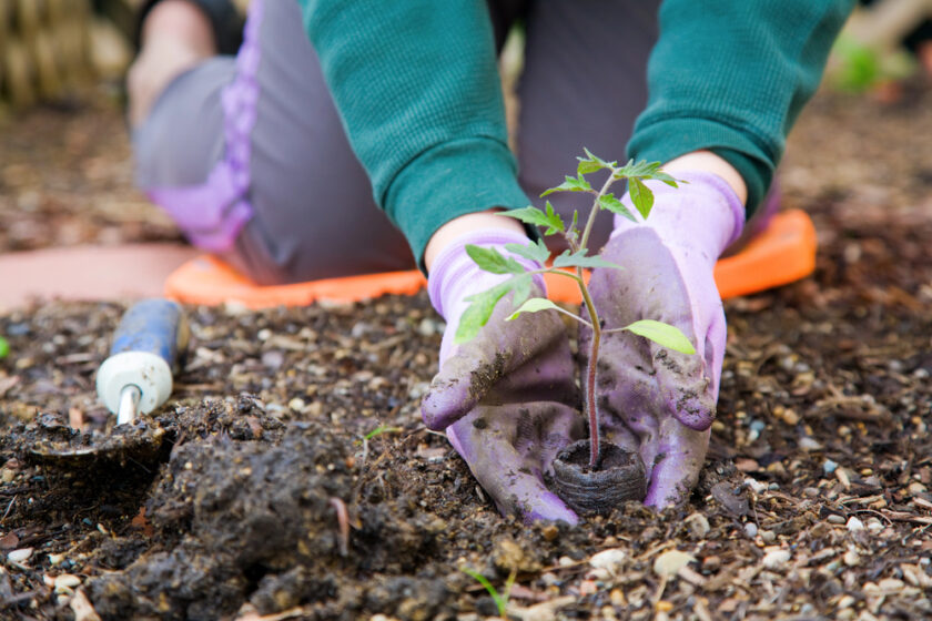 A person wearing purple gloves and a green sweater is kneeling on an orange pad while planting a small seedling in soil. A gardening tool lies on the ground nearby.