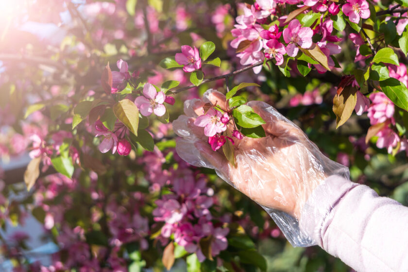A person wearing a transparent glove gently touches pink blossoms on a tree branch, with sunlight shining through the leaves and flowers in the background.