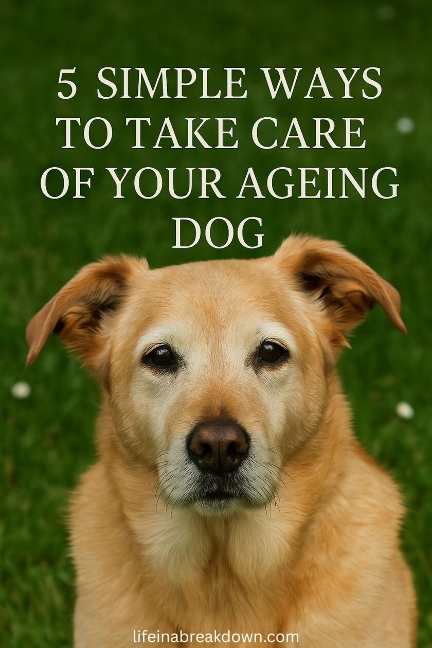 Help your older dog stay happy and comfortable with simple changes, from better beds to gentle walks. Find practical tips for supporting senior dogs.