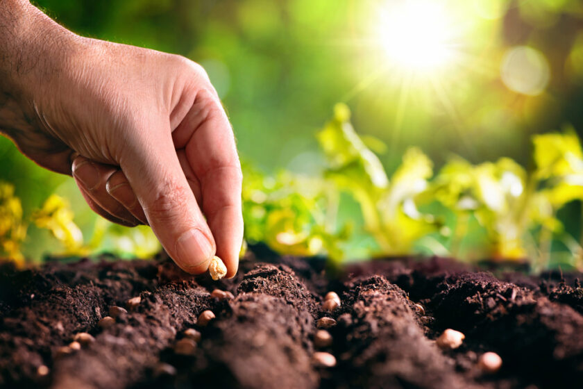 A close-up of a hand planting seeds in rich soil, with rows of sprouting seedlings and a bright sun shining in the green, blurred background.