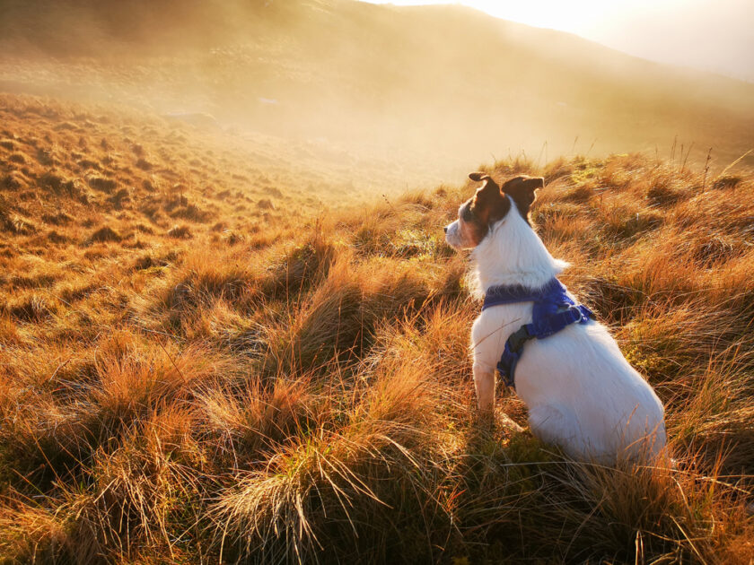 A small white dog with brown markings, wearing a blue harness, sits on a grassy hillside at sunset, gazing into the distance as golden sunlight illuminates the landscape.
