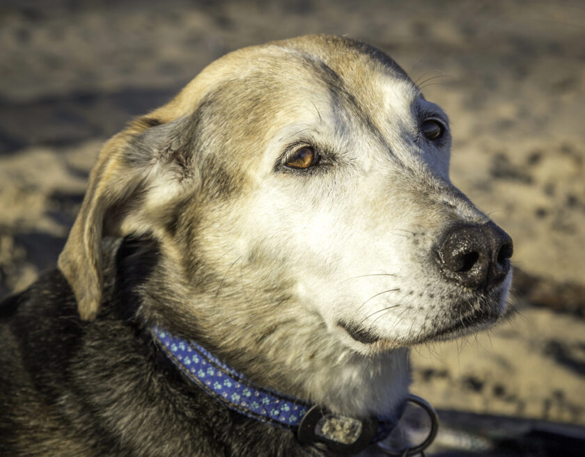 A close-up of an older dog with a gray muzzle and tan and black fur, wearing a blue collar with a floral pattern, looking slightly to the side while sitting outdoors on a sandy surface.