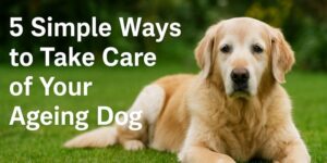 Take Care of Your Ageing Dog