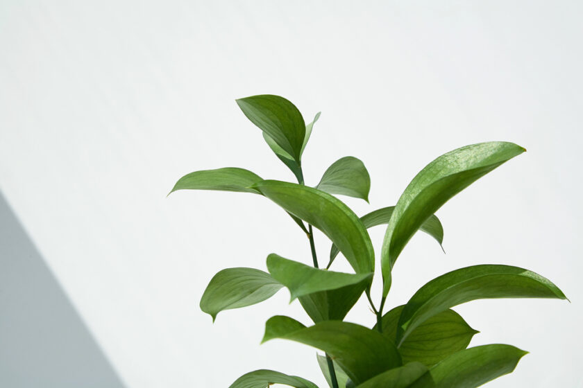 A close-up of a green leafy plant with long, pointed leaves against a plain white background, with soft natural light casting gentle shadows.