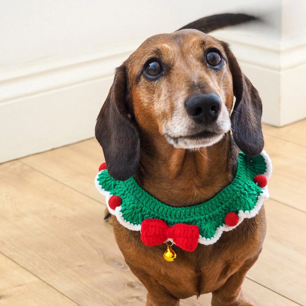 A brown dachshund sits on a wooden floor, wearing a festive green and red knitted collar with a small bell and a red bow, looking up with a curious expression.
