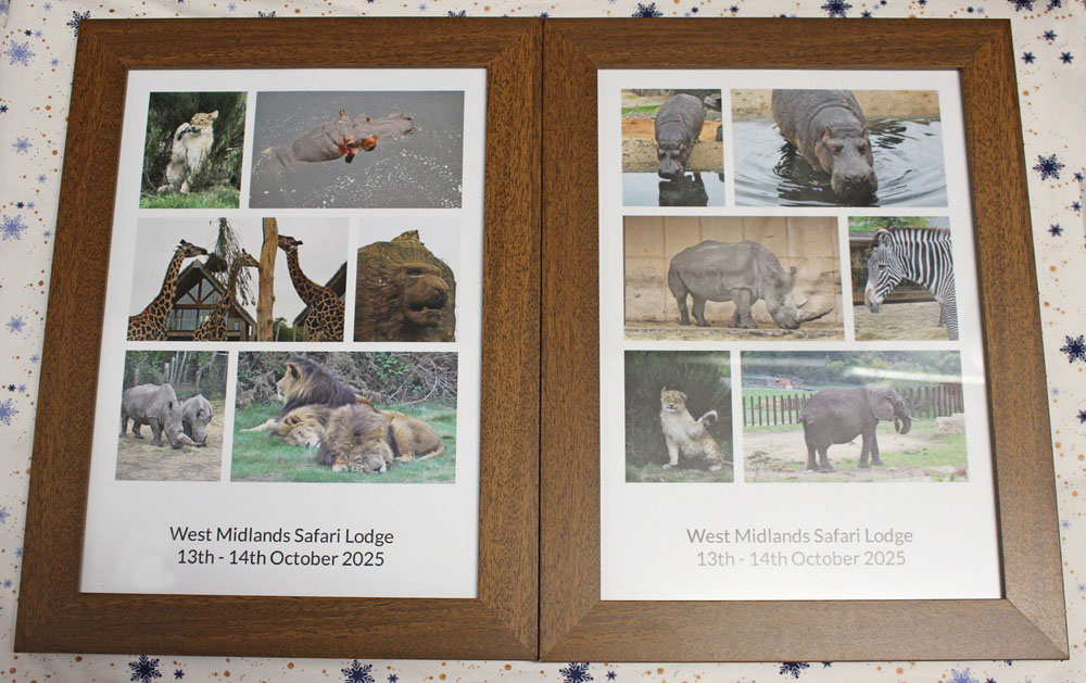 Two framed photo collages featuring various safari animals, such as lions, hippos, rhinos, giraffes, zebras, and an elephant, with the text West Midlands Safari Lodge 13th - 14th October 2025 at the bottom of each frame.