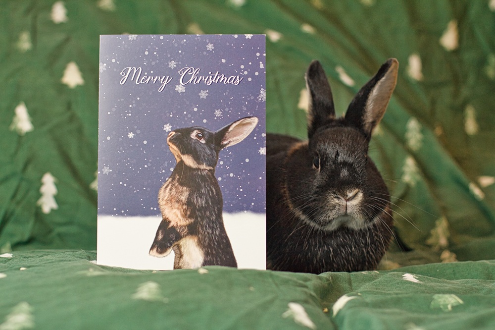 A black rabbit sits on a green blanket with white tree patterns next to a Christmas card featuring an illustration of a rabbit and the words Merry Christmas on a snowy background.