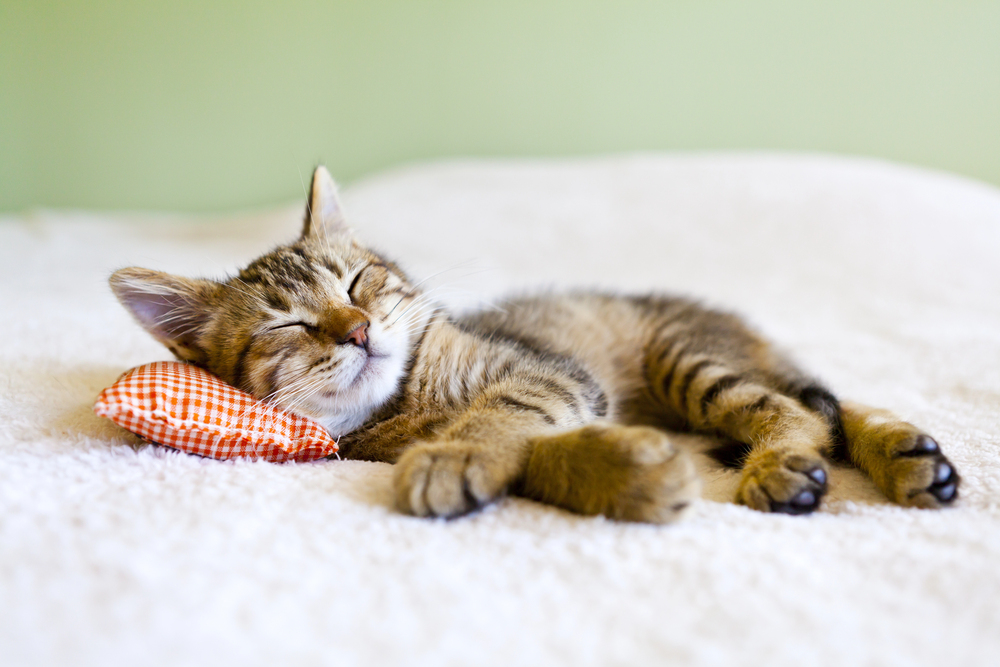 A small tabby kitten sleeps on a soft white blanket, resting its head on an orange chequered pillow with its eyes closed and paws stretched out.