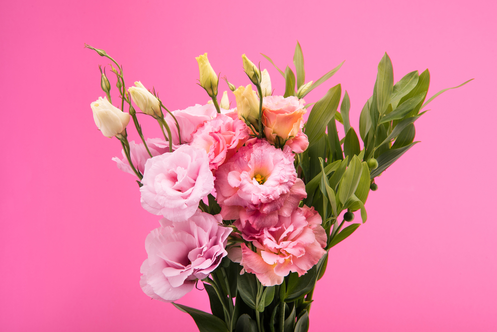 A bouquet of pink and white lisianthus flowers with green leaves against a bright pink background.