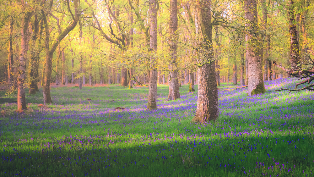Sunlight filters through tall trees in a forest, casting light on a lush green meadow covered with purple wildflowers, creating a dreamy and tranquil spring scene.