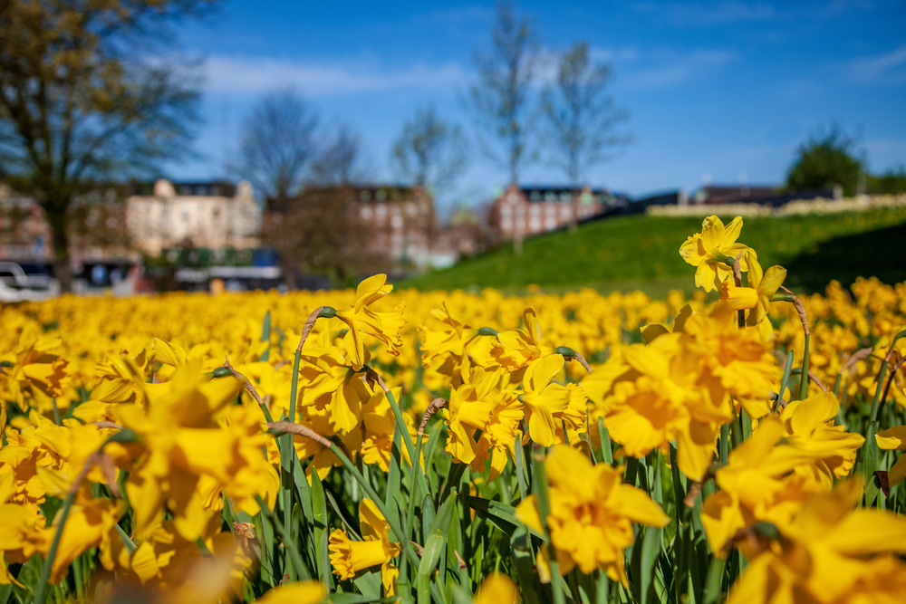 A vibrant field of yellow daffodils in full bloom under a clear blue sky, with trees and buildings visible in the blurred background.