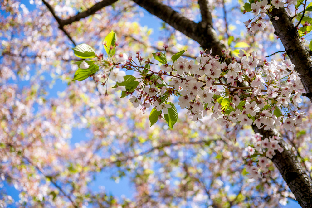 A close-up of cherry blossom branches with clusters of pale pink flowers and green leaves against a bright blue sky. Sunlight filters through the blossoms, creating a vibrant and cheerful spring scene.