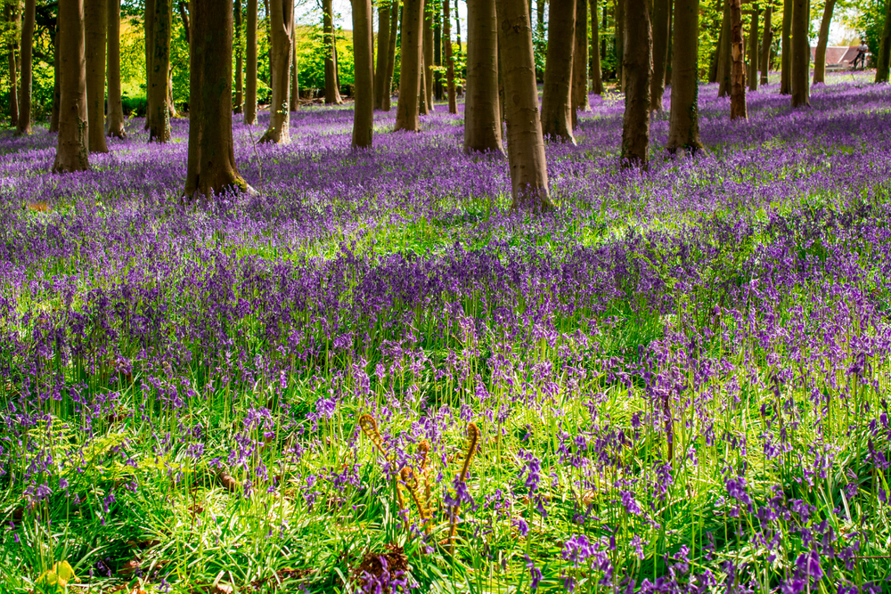 A sunlit forest with tall trees, their trunks rising from a dense carpet of blooming purple-blue flowers, likely bluebells, covering the forest floor in vibrant colour.