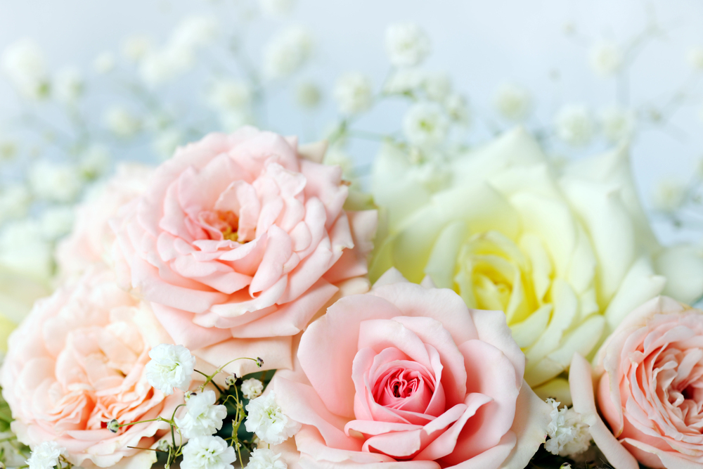 Close-up of soft pink and pale yellow roses surrounded by delicate white baby's breath flowers, set against a light, blurred background. The overall scene looks fresh and elegant.