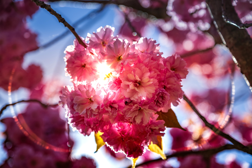 A cluster of vibrant pink cherry blossoms is illuminated by sunlight, with rays shining through the petals. The background shows more blossoms and branches, creating a soft, colourful bokeh effect against the blue sky.