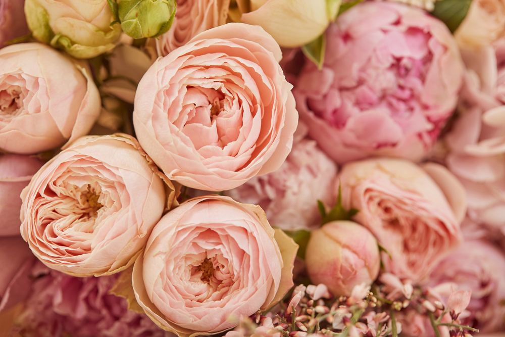 A close-up of pale pink peonies and garden roses in full bloom, with delicate petals layered densely, creating a soft and romantic floral arrangement.