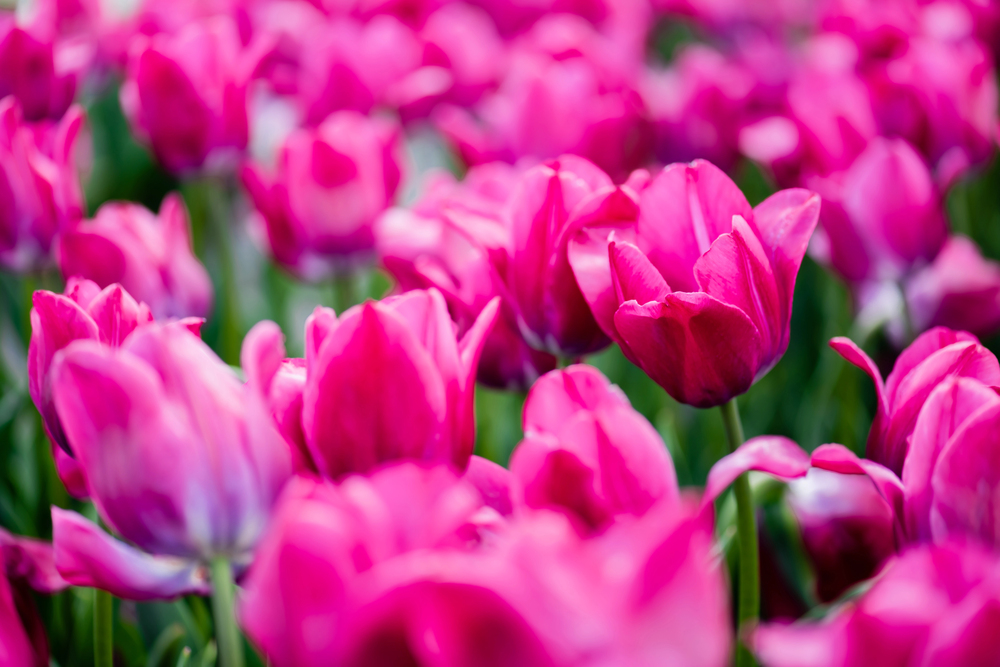 A vibrant field of blooming pink tulips with green stems, with the flowers in sharp focus in the foreground and softly blurred in the background.