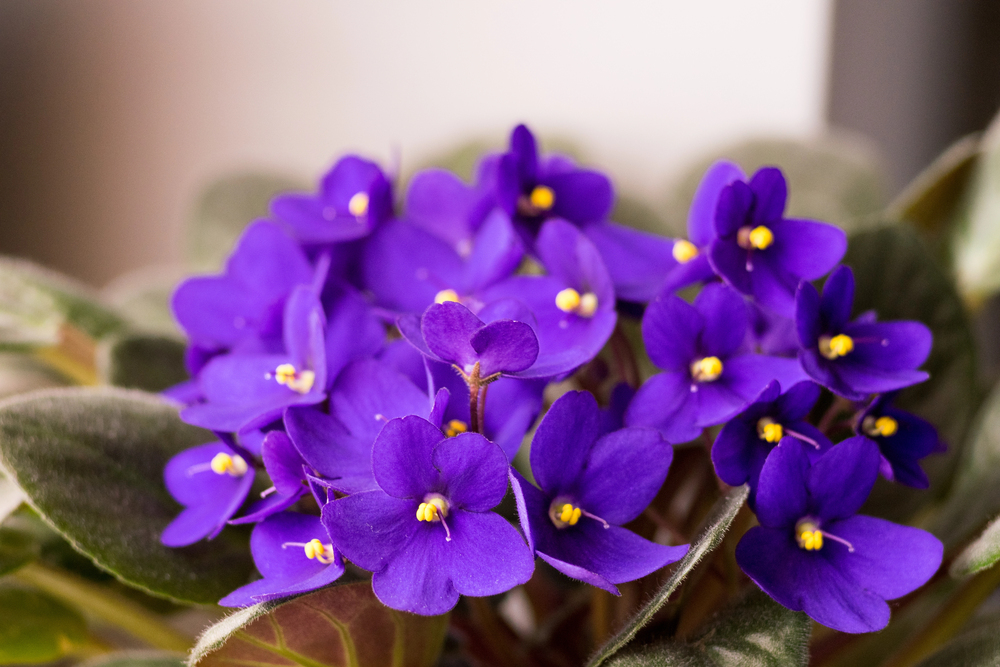 A close-up of vibrant purple African violet flowers with yellow centres, surrounded by green, slightly fuzzy leaves. The background is softly blurred, highlighting the colourful blossoms.