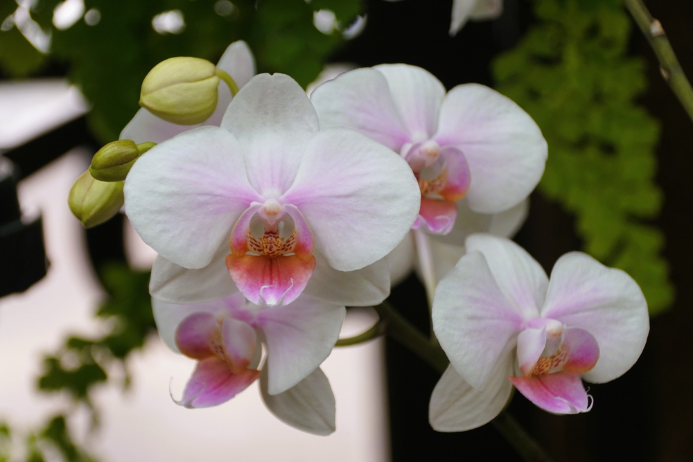 Close-up of several pale pink and white Phalaenopsis orchids in bloom, with a few unopened buds and green foliage blurred in the background.