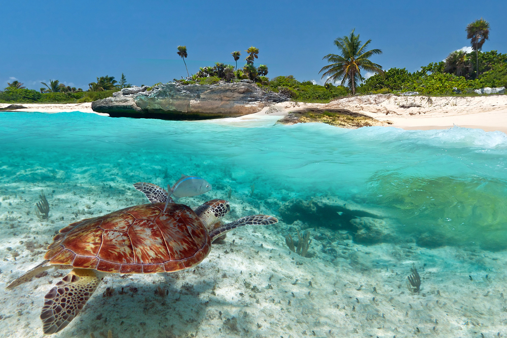 A sea turtle swims in clear turquoise water near a sandy tropical beach with palm trees, rocks, and lush green vegetation under a bright blue sky.
