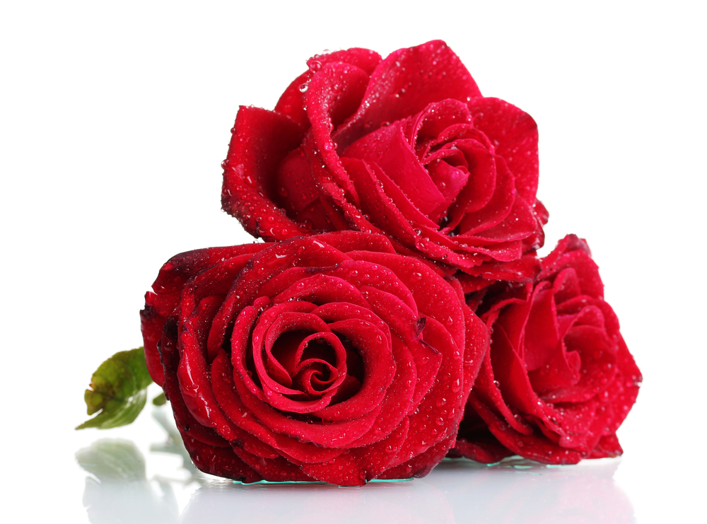 Three vibrant red roses with water droplets on their petals are arranged closely together against a white background. A bit of green stem and leaves is visible on the left.