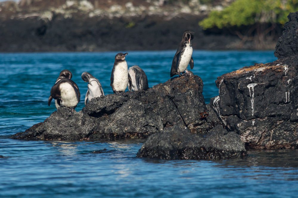 Five penguins stand and rest on dark volcanic rocks by the blue water, with more rocky shoreline and some green vegetation in the background.