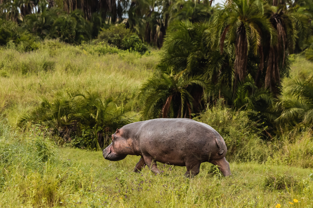 A hippopotamus walks through green grass and vegetation with tall palm trees and dense foliage in the background.