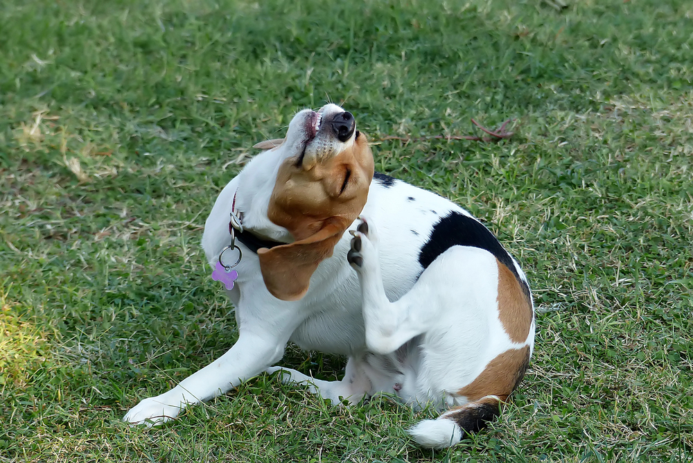 A brown, black, and white dog sits on green grass, tilting its head back and scratching its neck with a hind leg. The dog wears a collar with a purple tag.