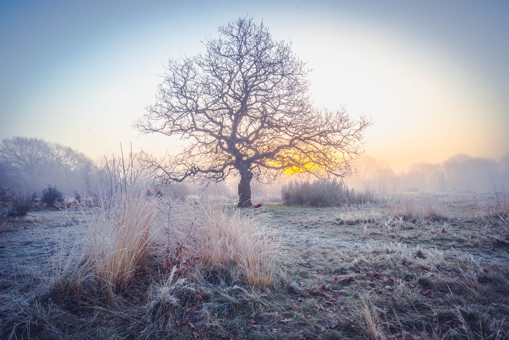 A large, leafless tree stands in the middle of a frosty field at sunrise. Soft light filters through the mist, illuminating tall grasses and creating a peaceful, wintry atmosphere.