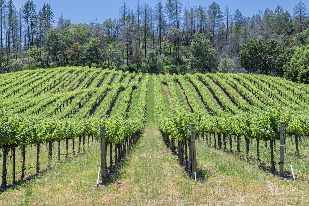 Rows of green grapevines in a vineyard stretch into the distance with a backdrop of trees and a clear blue sky on a sunny day.