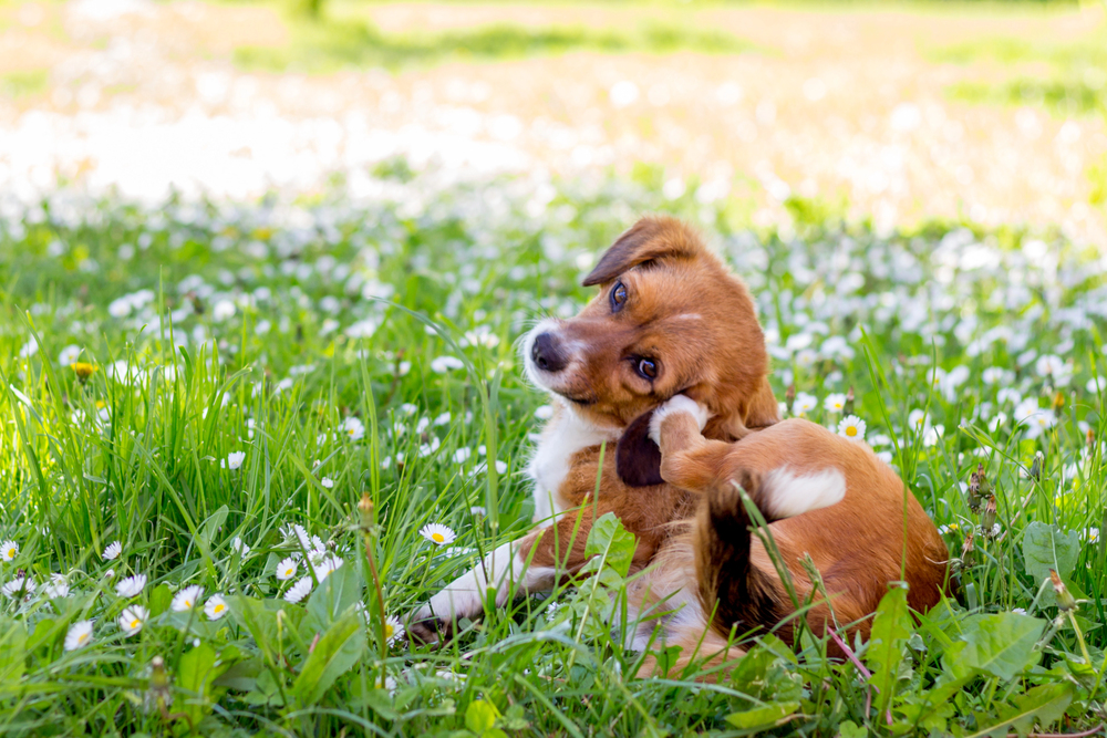 A brown and white dog lies in green grass and white wildflowers, scratching its ear with a hind leg, with sunlight filtering through the background.