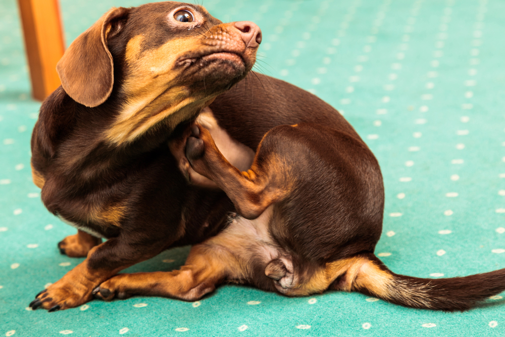 A small brown dog with tan markings scratches its neck with a hind leg while sitting on a green carpet with white dots.