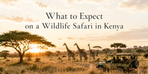 A safari jeep with people observes giraffes in a grassy savannah at sunset, with acacia trees in the background. Text reads, What to Expect on a Wildlife Safari in Kenya.