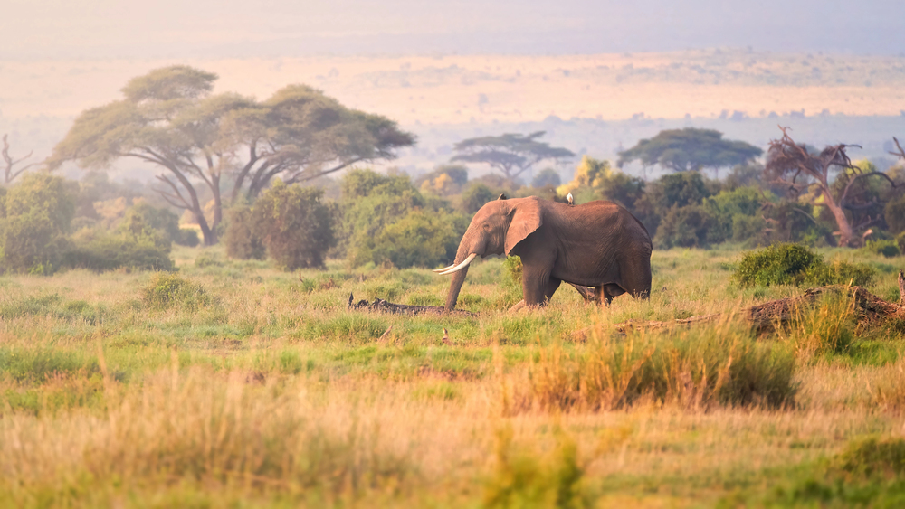 An elephant with large tusks walks through tall grass in an open savannah, surrounded by trees and distant hills under a soft, hazy sky.
