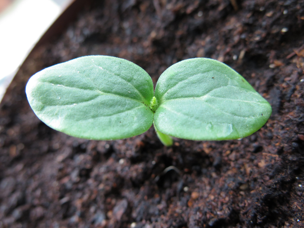 A close-up of a green seedling with two leaves sprouting from dark, moist soil. The background is blurred, drawing attention to the fresh, healthy plant.