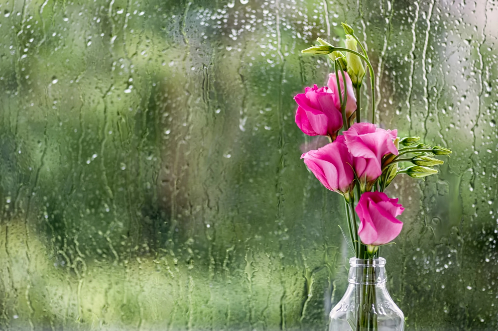A small glass vase holds pink flowers with green buds, set against a window covered in raindrops on a blurred green background.