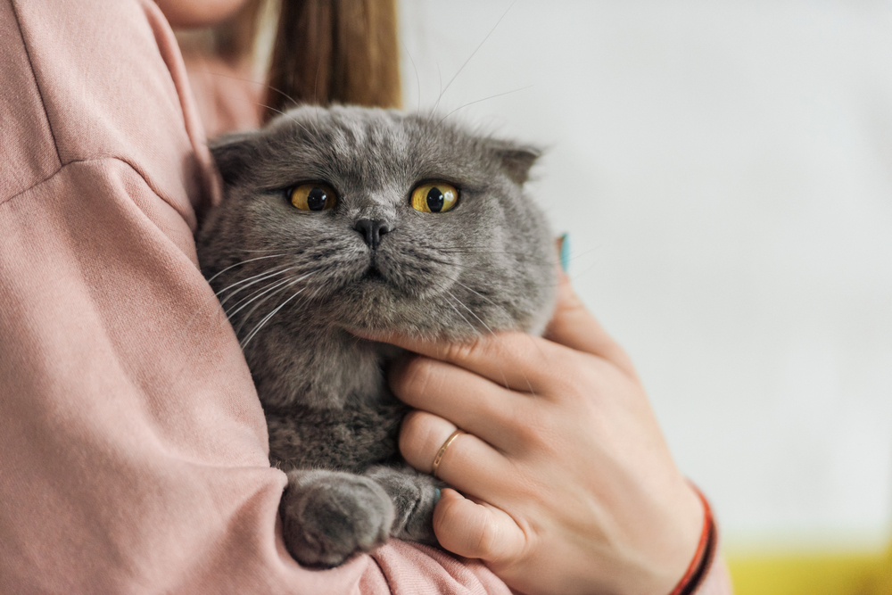 A person in a pink jumper gently hugs a grey Scottish Fold cat, holding it close. The cat looks forward with wide amber eyes, appearing calm and comfortable in the embrace.
