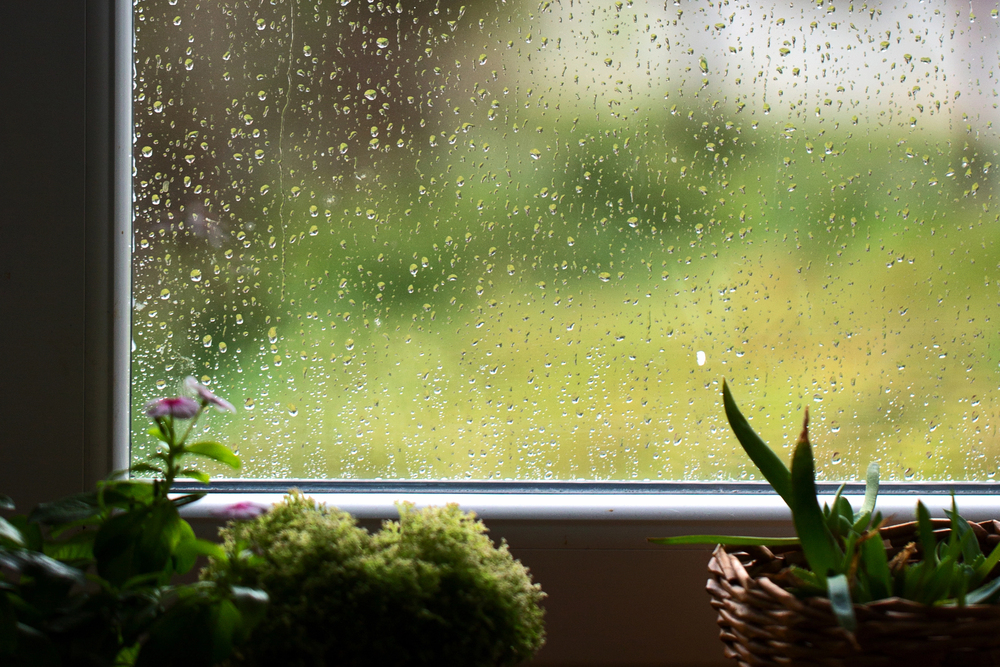 Raindrops cover a window with a blurred green garden outside. Inside, potted plants and a wicker basket with greenery sit on the windowsill, softly lit by daylight.