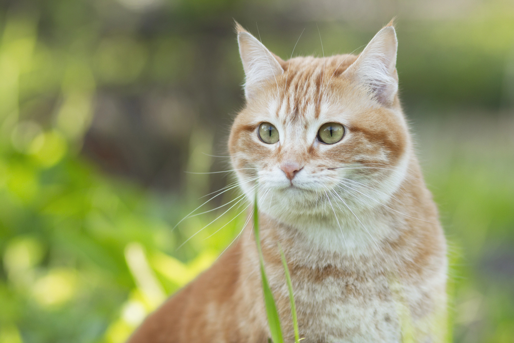 An orange tabby cat with green eyes sits outdoors on a sunny day, surrounded by blurred green grass and plants. The cat looks alert and relaxed, gazing attentively to the left.