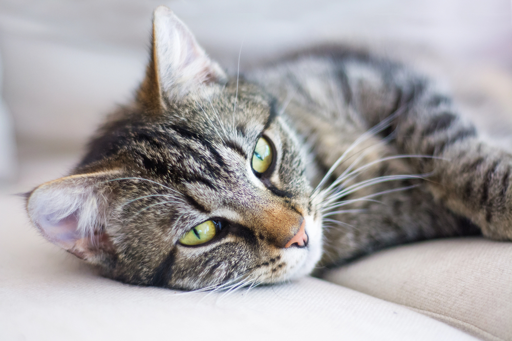 A close-up of a grey tabby cat with green eyes lying on a light-coloured sofa, looking relaxed and comfortable.