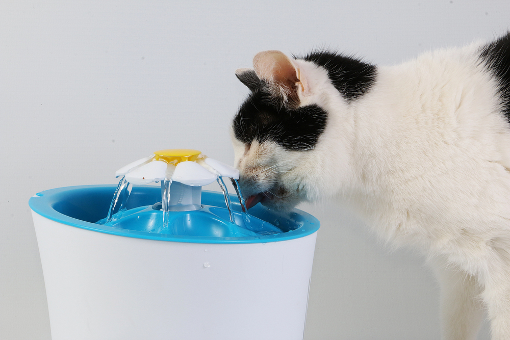 A black and white cat drinks water from a blue and white pet fountain with a flower-shaped spout.