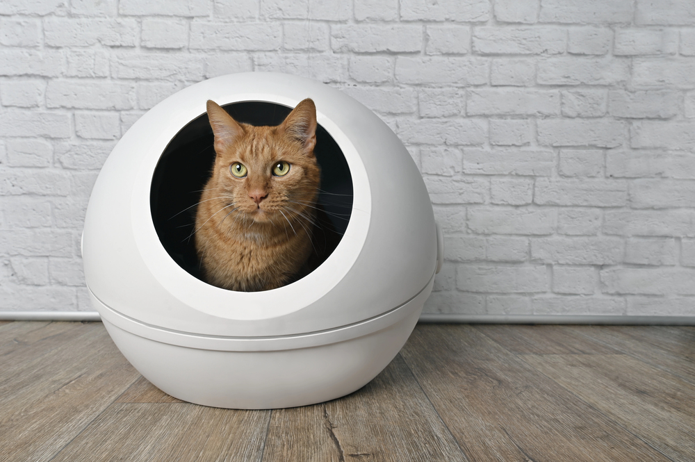A brown tabby cat sits inside a modern, white, spherical cat bed with a large round opening, against a white brick wall and wooden floor.