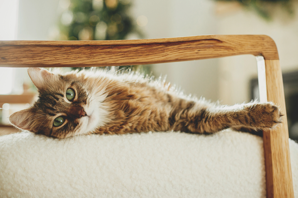 A fluffy brown tabby cat with green eyes lounges on a soft white chair, stretching one paw over the wooden armrest. A blurred Christmas tree is visible in the background.