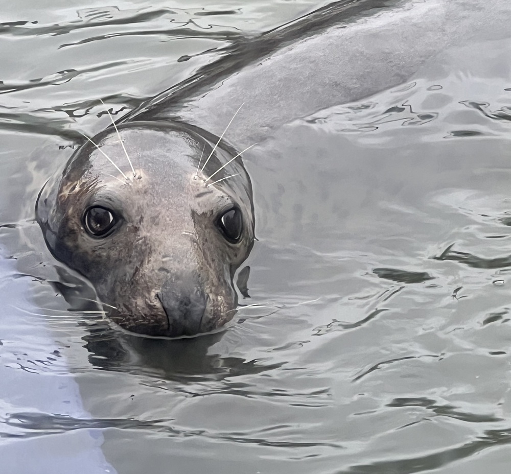 A seal with big eyes and whiskers swims in rippling water, with its head and part of its body visible above the surface.