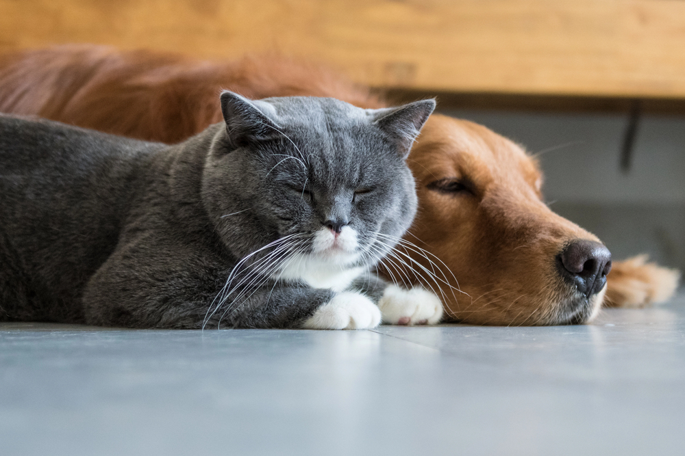 A grey and white cat and a golden retriever are lying side by side on the floor, both appearing relaxed and sleepy.